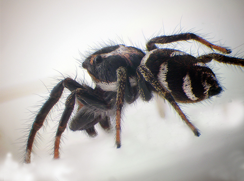 Salticide con cheliceri esagerati